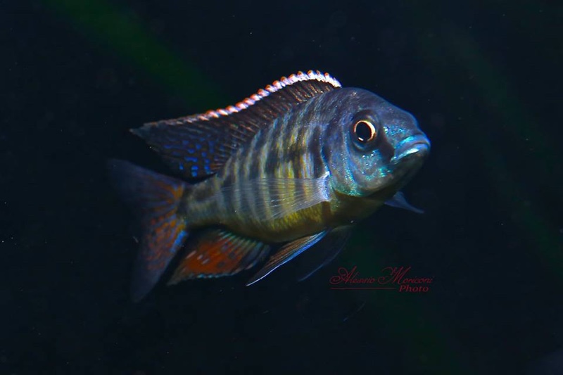 Protomelas virgatus 'Kanchedza Island'